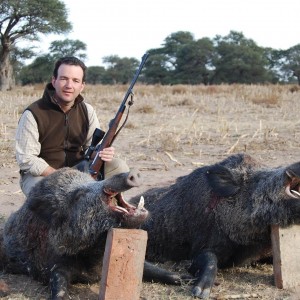 Wild Boars shot in Argentina