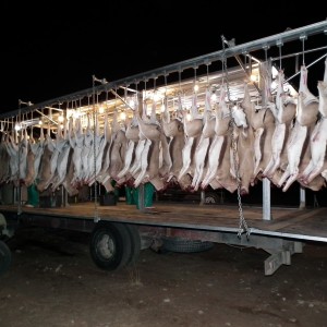 Springbuck on field abattoir