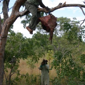 leopard Hanging Baits Zimbabwe