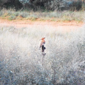 Keep forgetting the name of this bird, but its a cool name in Afrikans.