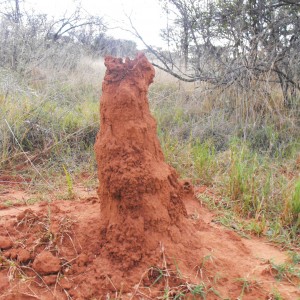 Cool ass evacuated termite mound. . .