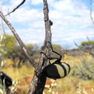 Some huge freakin beetle. . Like the size of an egg!