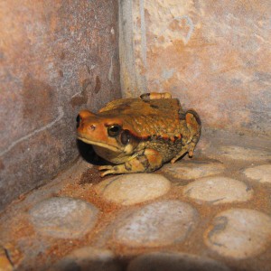 Cute little, yet welcomed toad that subbornly kept ending up in our shower.