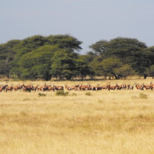 Nice group of Blesbok