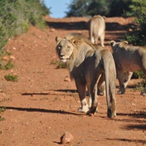 Failed Lion Ambush