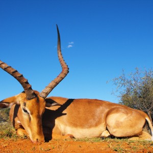 Nice Impala ram - my first