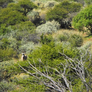 Gemsbok giving us the stink-eye