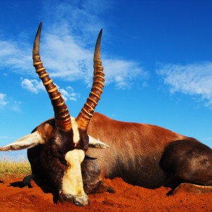 My brothers first African animal - Nice 17 inch Blesbok