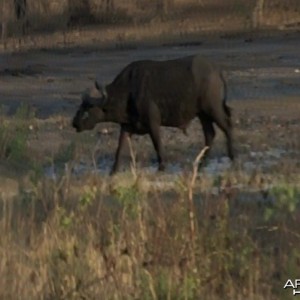 Walking Buffalo