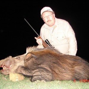 Bush pig shot in the cape