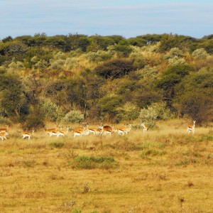 Springbok, and a few immature Impala rams