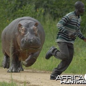 Hippo chases man!!