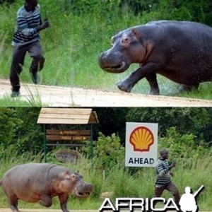 Hippo chases man!!