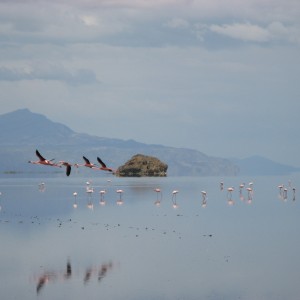 Lesser Flamingos at Lake Natron