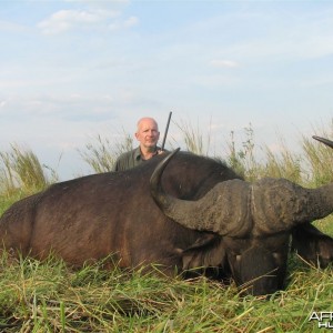 Buffalo hunted in Namibia Chobe flood plains