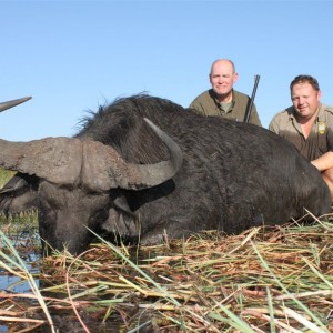 Buffalo hunted in Namibia Chobe flood plains