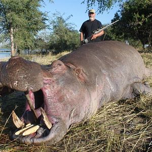 Chobe Hippo