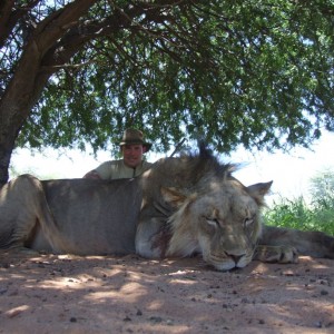 Free range Namibian Lion