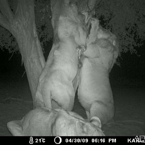 Free range Namibian Lions on bait