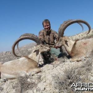 Sindh Ibex taken in Sindh with me by my friend Andrew