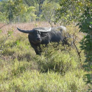 Hunting Australian Buffalo