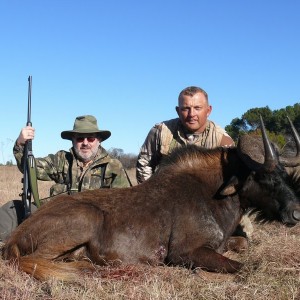 Hunting Black Wildebeest