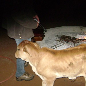 Orphan bull brahman at braai