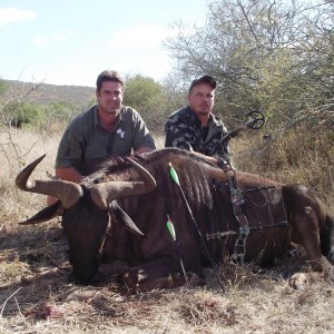 Blue Wildebeest Leeukop Safaris