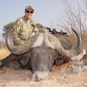 Cape Buffalo