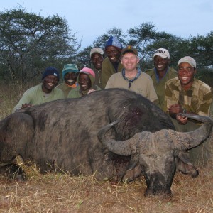 Zimbabwe Cape Buffalo