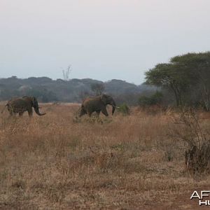We spotted elephants in our hunting area too