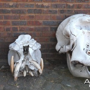 3 Skulls Rhino Hippo Elephant