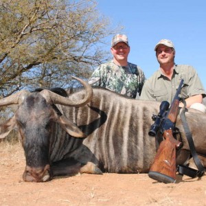 Blue Wildebeest