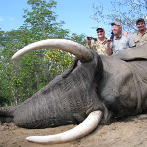 Trophy Elephant 2011