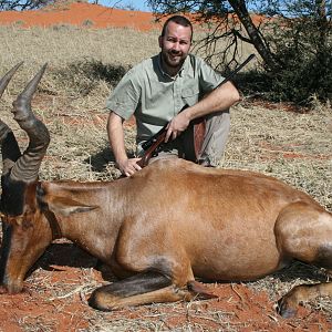 Red Hartebeest Kalahari