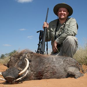 Warthog, Northern Namibia