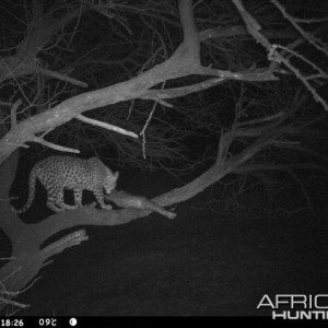 Baited Leopard in Namibia