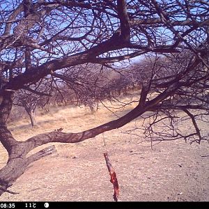 Baited Leopard in Namibia