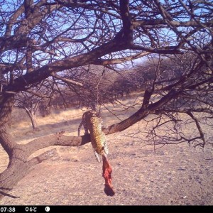 Baited Leopard in Namibia