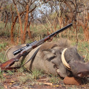 16.5 inch Warthog hunted in CAR with Central African Wildlife Adventures