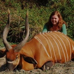 29 inch bongo hunted in CAR with Central African Wildlife Adventures