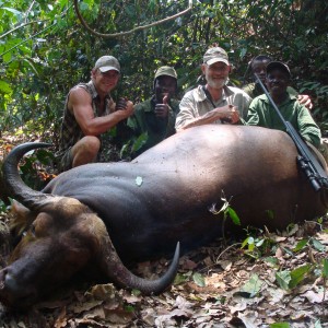 35 inch spread Buffalo hunted in CAR with Central African Wildlife Adventur