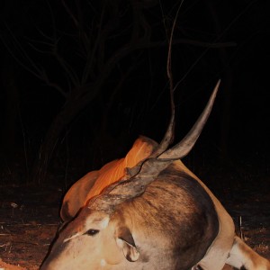 49.8 inch Eland hunted in CAR with Central African Wildlife Adventures