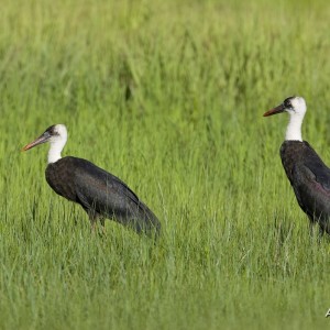 CAR with Central African Wildlife Adventures