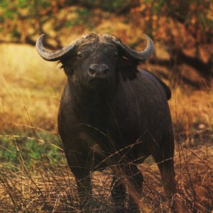 CAR with Central African Wildlife Adventures