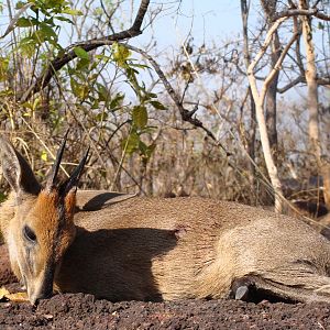 Bush Duiker hunted in CAR with Central African Wildlife Adventures