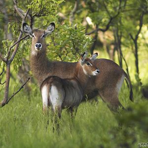 CAR with Central African Wildlife Adventures