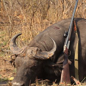 Forest Buffalo hunted in CAR with Central African Wildlife Adventures