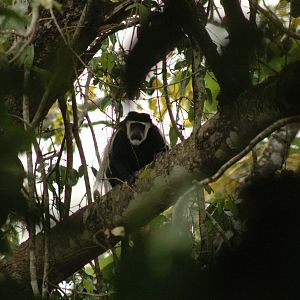 CAR with Central African Wildlife Adventures