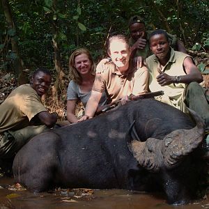 Heavy bossed Buffalo hunted in CAR with Central African Wildlife Adventures